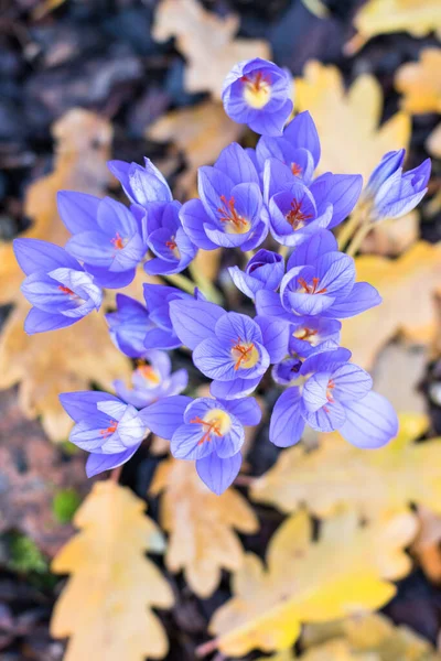 Widok Góry Kwitnące Jesienne Purpurowe Krokusy Colchicum Autumnale Szafran Łąkowy — Zdjęcie stockowe