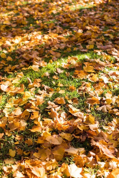 Barevné Podzimní Javorové Listy Zelené Trávě Výhled Shora Žluté Podzimní — Stock fotografie