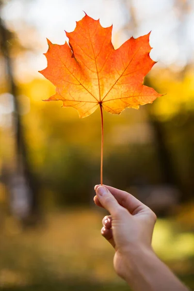 Weibchen Mit Einem Gefallenen Roten Ahornblatt Der Hand Sonnigen Herbsttagen — Stockfoto