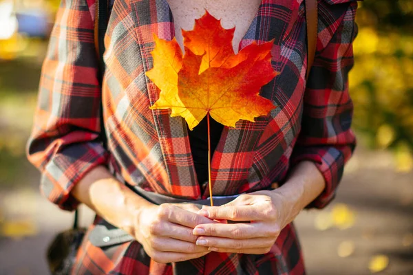 Žena Kostkovaném Kabátě Drží Rukou Červený Javorový List Slunečném Podzimním — Stock fotografie