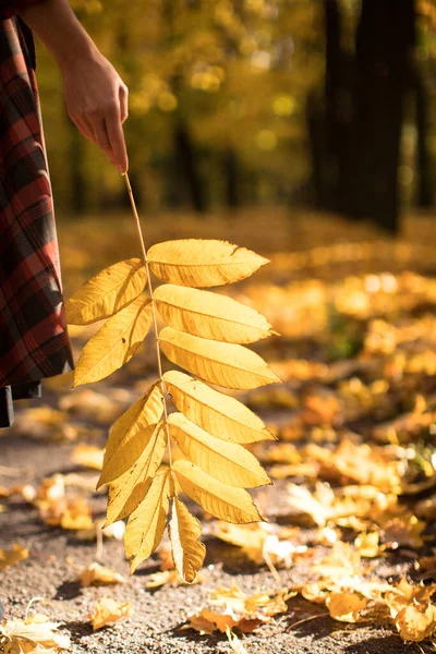 女人抱着一片明亮的黄色落叶 秋天的公园背景 柔和的焦点 秋天的心情 树叶的概念 — 图库照片