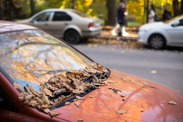 Падіння Сухого Коричневого Дуба Лежить Вітровому Склі Автомобіля Капоті Сонячну — стокове фото