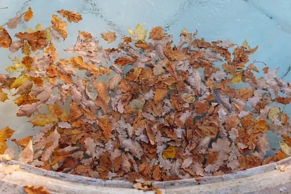 不同颜色的落叶飘浮在游泳池水 俯瞰风景 树叶的概念 — 图库照片