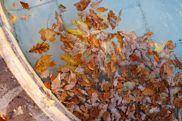 Caídas Diferentes Hojas Colores Flotando Agua Piscina Fuente Vista Superior — Foto de Stock