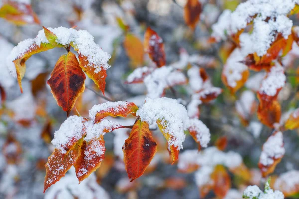 Primeira Neve Final Outono Ramo Árvore Com Folhas Verdes Cobertas — Fotografia de Stock