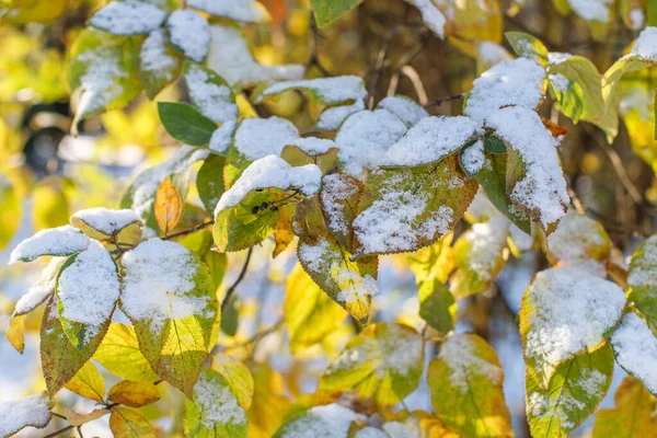 Primeira Neve Final Outono Ramo Árvore Com Folhas Verdes Cobertas — Fotografia de Stock