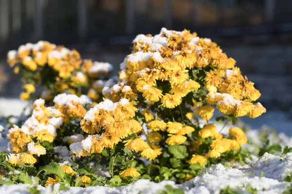 Vista Flores Crisântemo Amarelo Florescendo Outono Coberto Com Primeira Neve — Fotografia de Stock