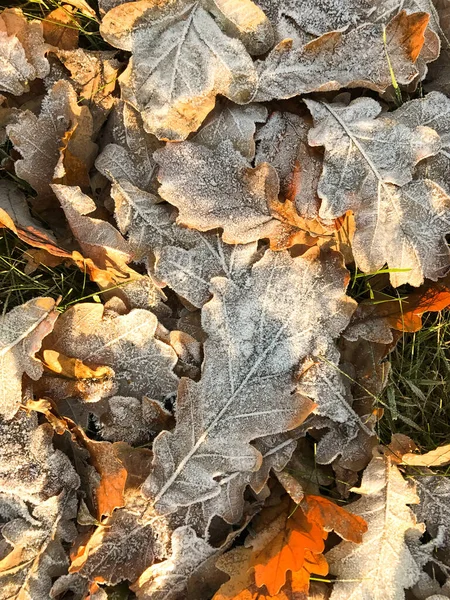 Folhas Carvalho Congeladas Chão Amarelo Caído Folhas Cobertas Com Gelo — Fotografia de Stock