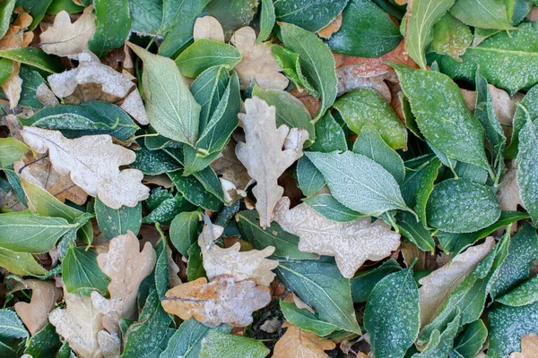 冻死的叶子躺在地上 绿色落叶被冰覆盖在地上 — 图库照片
