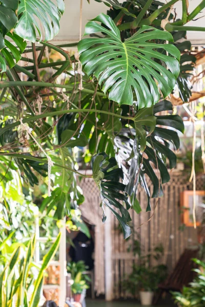 Monstera, tropical evergreen plant, growing in greenhouse, houseplant retail store, flower shop