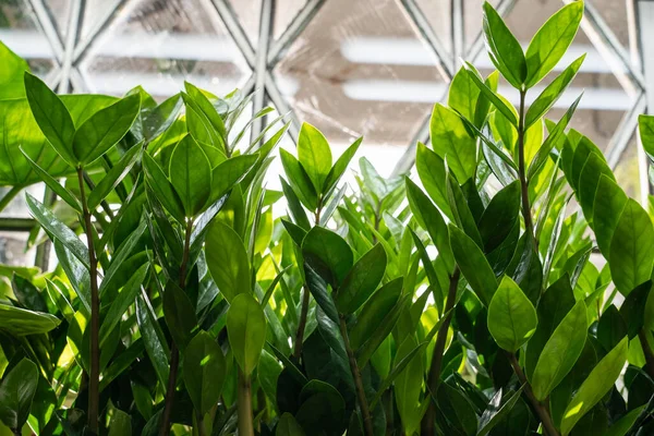 Rader av hus växt zamiokulkas med gröna blad och grenar som växer i växthus. Trädgårdsskötsel — Stockfoto