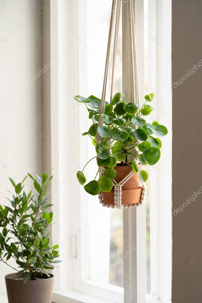 Handmade cotton macrame plant hanger hanging from the window in living room. Pilea in ceramic pot. 
