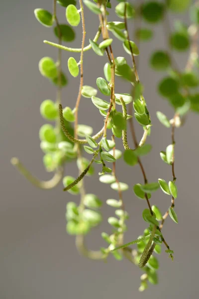 Κοντινό πλάνο της Peperomia Prostrata πίσω από φυτό εσωτερικού χώρου στο σπίτι — Φωτογραφία Αρχείου