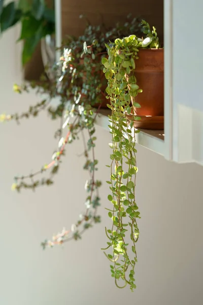 自宅の観葉植物に続くペロポネソス・プロレイザーの閉鎖 — ストック写真