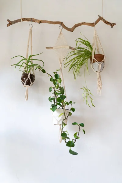 白い壁で家の内部を飾る、綿糸で装飾的なマクラーム植物ハンガー — ストック写真