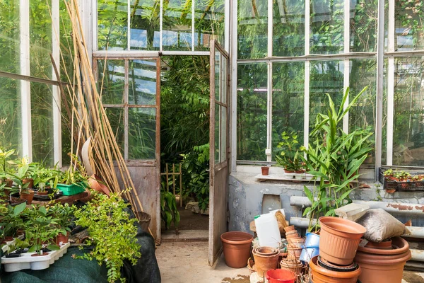 Régi, üres terrakotta cserepek különböző trópusi növényekkel rendelkező, üvegházon kívüli növényekhez — Stock Fotó