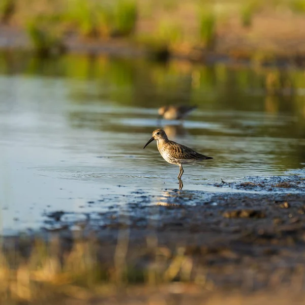 Sandpiper feeds along the shores of Baltic sea before autumn migrating to southern — Stock Photo, Image