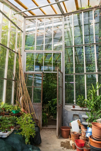 Старые пустые терракотовые горшки для комнатных растений, растущих за пределами оранжереи с различными тропическими растениями — стоковое фото
