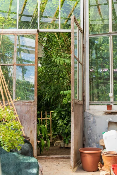 Vieux pots vides en terre cuite pour plantes d'intérieur poussant à l'extérieur serre avec différentes plantes tropicales — Photo