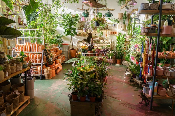 A l'intérieur magasin de fleurs et de décorations vintage. Étagères de pots de fleurs, plantes persistantes, décor en céramique — Photo