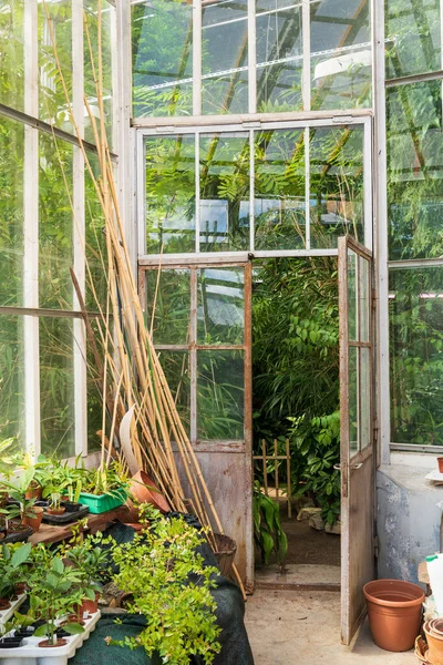 Old Pottery Clay Terracotta Pots Houseplants Growing Glasshouse Different Tropical — Stock Photo, Image