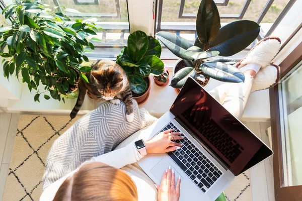 Mädchen sitzt auf Sessel und stellt Füße auf Fensterbank Arbeit am Laptop zu Hause Katze in der Nähe will Aufmerksamkeit — Stockfoto