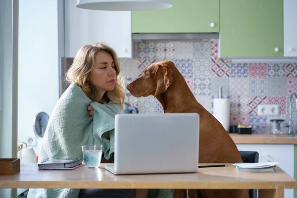 Tired sad unemployed woman in kitchen with dog in blanket looking for new job vacancies on laptop — Stock Photo, Image