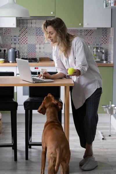 Woman entrepreneur type email on laptop in kitchen as calm dog wait for owner attention and play — Stock Photo, Image