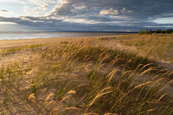 Plaża sucha trawa, trzciny, łodygi wiejące na wiatr o zachodzie słońca na plaży. Jesienny sezon — Zdjęcie stockowe