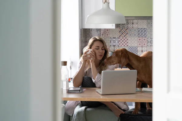 Happy woman make video call to husband on business trip in kitchen together with dog drinking coffee — Stock Photo, Image