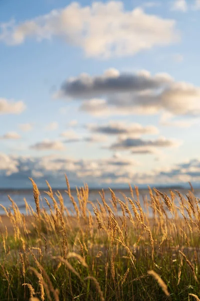 Spiaggia erba secca, canne, steli che soffiano sul vento al tramonto sulla spiaggia. Stagione autunnale — Foto Stock