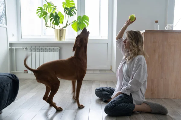 Mulher feliz proprietário com seu cão Vizsla jogando com bola de tênis em casa, sentado no chão — Fotografia de Stock
