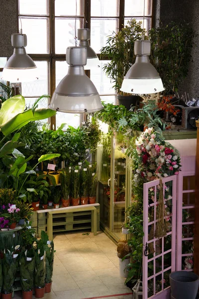 Interiér květinářství s různými pokojovými rostlinami v květináčích připravených k prodeji na nákupních regálech — Stock fotografie