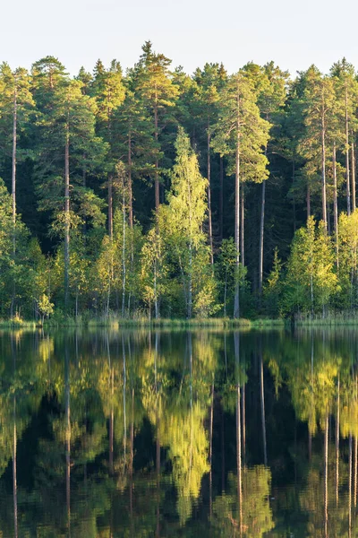 Las jezioro z odbiciem zielonych drzew w wodzie. Piękne lato w lesie. Czyste piękno natury — Zdjęcie stockowe