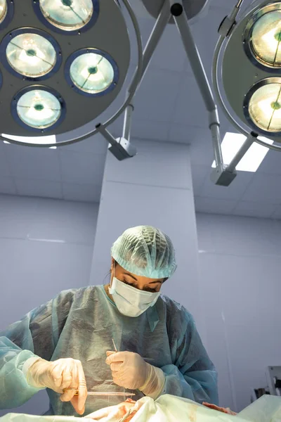 Жінка Ветеринар Медичній Масці Стоїть Під Хірургічним Вогнем Робить Операцію — стокове фото