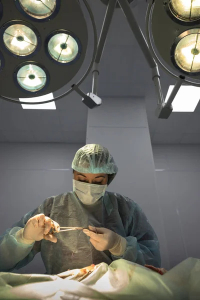 Жінка Ветеринар Стоїть Під Хірургічним Вогнем Робить Операцію Стерилізації Котів — стокове фото