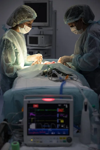 Жінки Ветеринари Роблять Операцію Стерилізації Котів Зашивають Рану Розмивають Анестезію — стокове фото