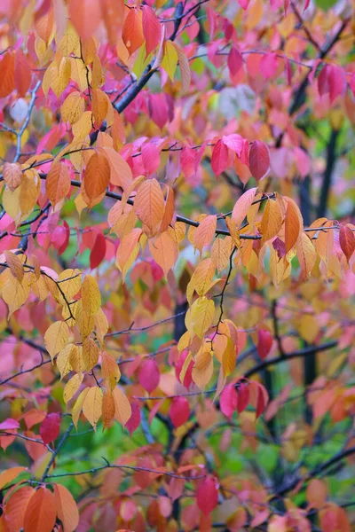 Naturaleza otoñal. Concepto de temporada de otoño. Olmo hojas de color rojo brillante y naranja, follaje —  Fotos de Stock