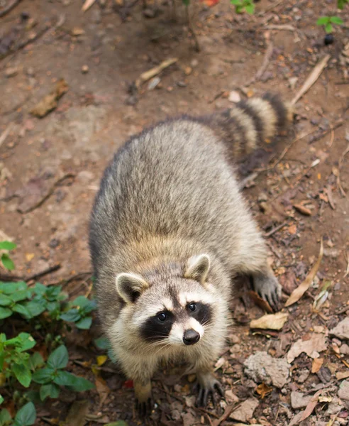 Raccoon — Stock Photo, Image