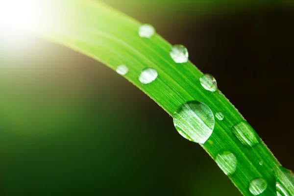 Water drop on the grass Stock Image