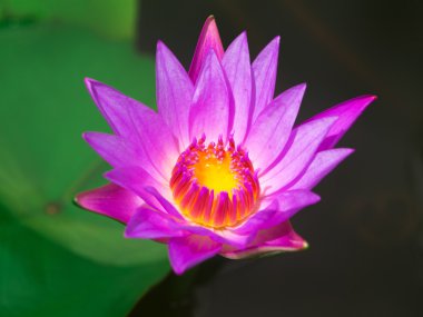 Pembe nilüfer çiçeği