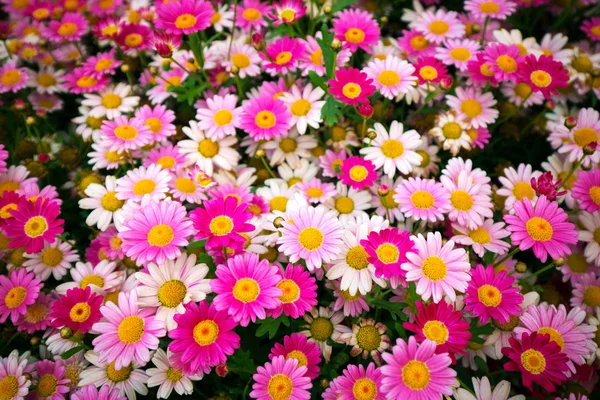 Roze madeliefje bloemen achtergrond — Stockfoto