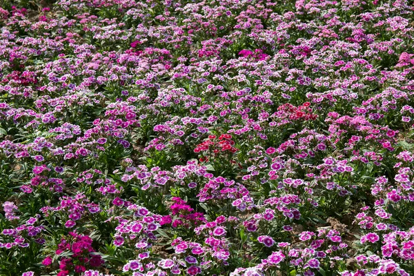 粉色雏菊花 — 图库照片