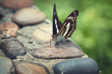 Kayanın üzerinde Kelebek kalmak
