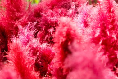 Fantezi Çiçeği Rüya Bulutu 'nun soyut Arkaplanı yaz mevsiminde güzel bir renge sahip ağaç stili romantik bir rüyayı canlandırıyor.