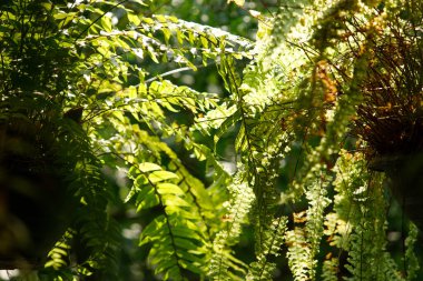 Çiçek yaprakları tırmanma ve sarmaşık duvar ahşap arka plan. Güneş ışığı ve gölgesi olan yeşillik ağacının soyut dokusu
