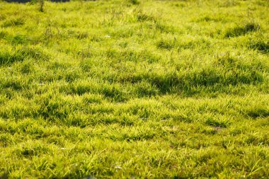 Çimen tarlası ilkbaharda sabah güneşini yansıtır, yeşilliğin soyut arka planı barış ve sükunet için doğaldır.