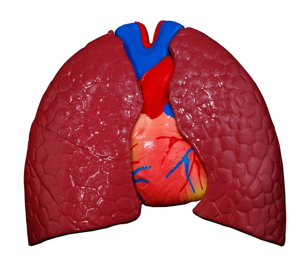 해부학 Anatomy Internal Figure Study Human Body 호흡기 갑상샘을 의학도들에게 — 스톡 사진