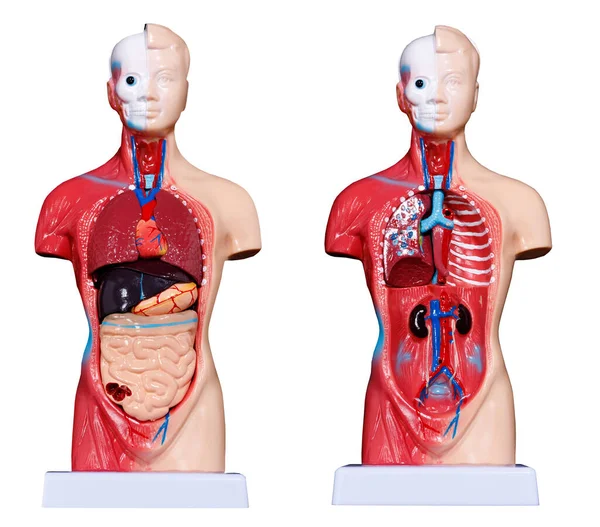 解剖学的構造人体は肺 消化器 腸などの白い背景に隔離された医学生に適しています — ストック写真