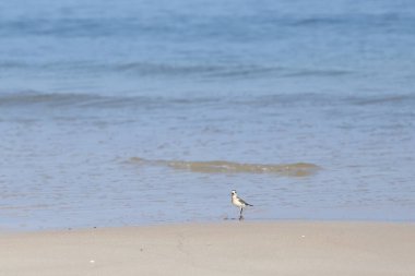 Kumsaldaki küçük deniz kuşu, okyanus dalgalarıyla birlikte yengeç yemeği arıyor.